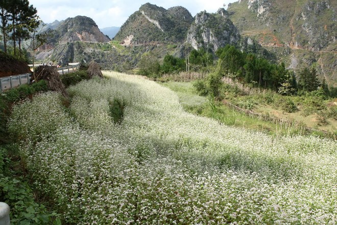 “Karst plateau – buckwheat flowers” photo exhibition