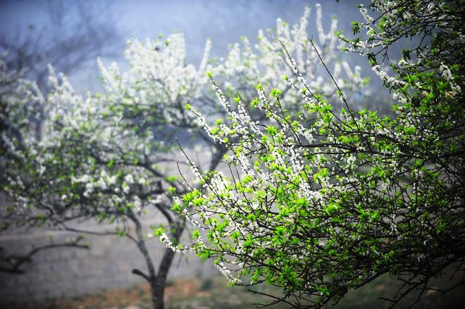 Saison des fleurs de prunier à Môc Châu