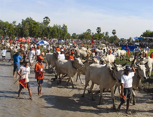La traditionnelle course de bœufs des Khmers