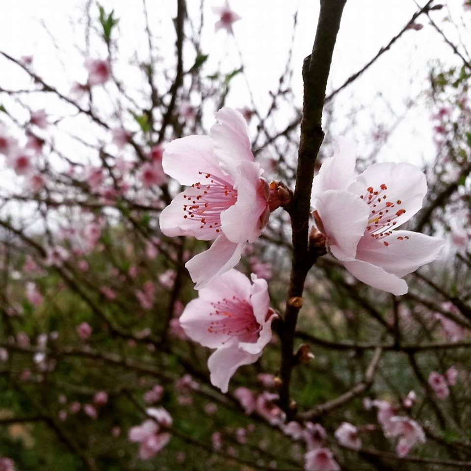 Les fleurs de pêchers du Nouvel An vietnamien