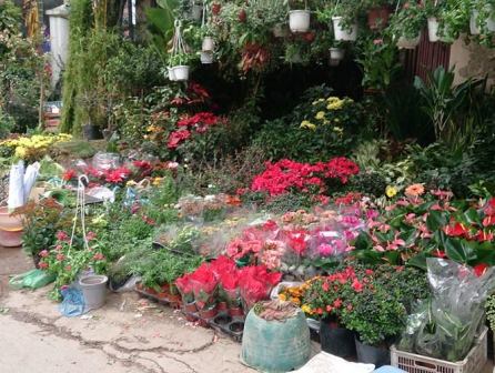 Les marchés aux fleurs de Hanoi