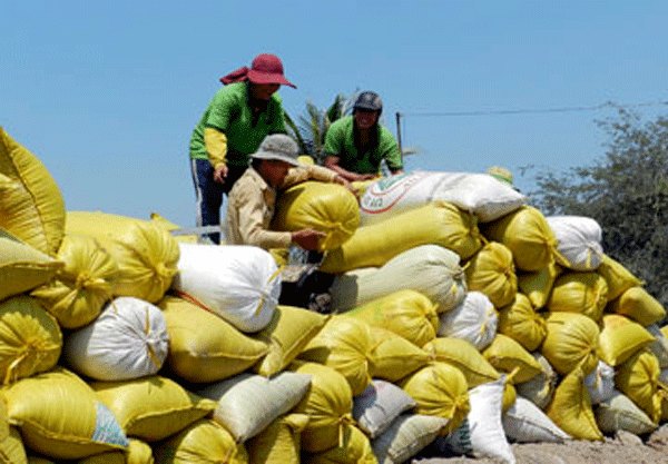 Mekong Delta to buy 1 million tonnes of rice for reserve in early March