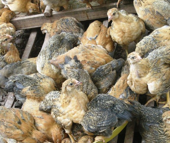 Tập trung phòng chống dịch cúm gia cầm lây sang người