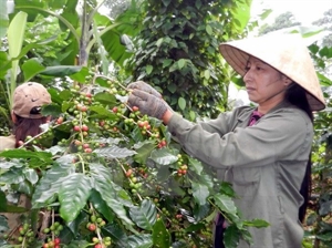 Vietnam named 5th most recognised coffee producer in US