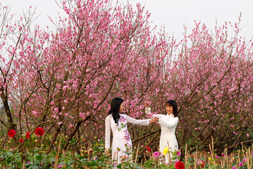 春节花卉市场升温