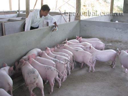 Tăng cường triển khai hiệu quả tín dụng chính sách tại Yên Bái trong năm 2015