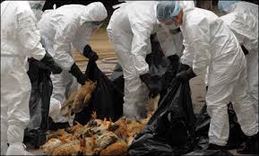 Risk of A H7N9 avian outbreak during winter and spring in Asia
