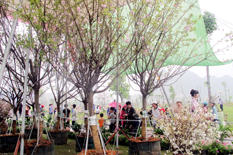 Cherry blossom festival 2015 to open in April in Ha Long city