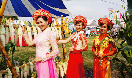 Ngày hội Bắp nếp Cẩm Nam- Hội An 2015