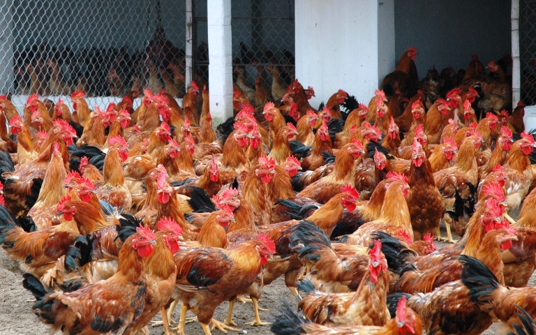 Tưởng chuyện nhỏ nhưng hậu quả không nhỏ
