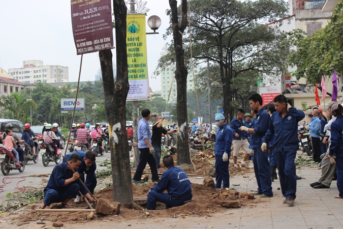 Quy hoạch cây xanh Hà Nội Cần phải tính toán một cách nghiêm túc và khoa học