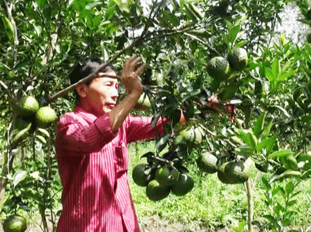 NHCSXH Hậu Giang từng bước hỗ trợ hộ nghèo và cận nghèo vay vốn ưu đãi hiệu quả