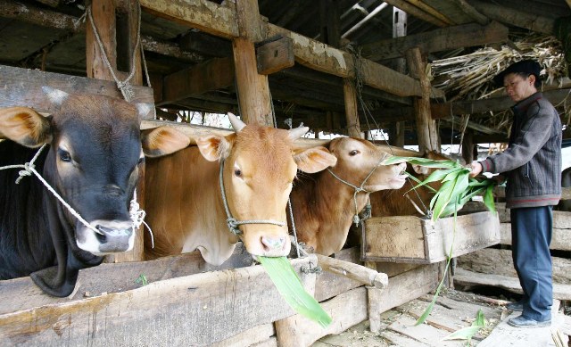 Gò Công Đông, Tiền Giang Củng cố và nâng cao chất lượng tín dụng chính sách