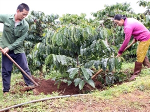 Gov t approves loan plan to replant coffee
