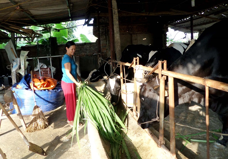 Vĩnh Phúc tạo cơ hội cho ngành chăn nuôi phát triển