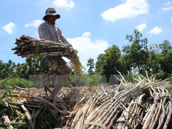 Người trồng mía ở Trà Vinh bị lỗ 7- 8 triệu đồng ha