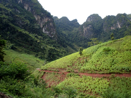 Vi phạm về chi trả dịch vụ môi trường rừng bị phạt tới 50 triệu đồng