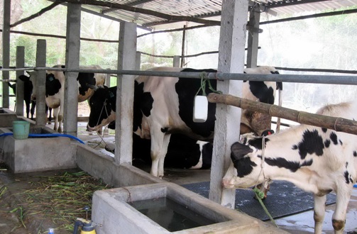 Vinamilk imports 400 dairy cows from Australia