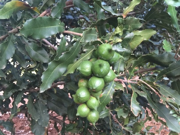 Deputy PM urges approval of macadamia development scheme
