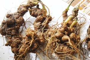 Quang Nam, RoK’s Gyeongsangnam cooperate to develop ginseng