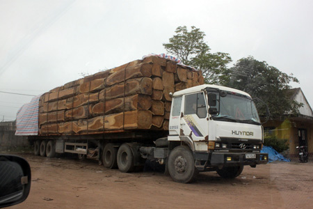Kon Tum Siết chặt tải trọng đối với xe container chở gỗ từ Lào về Việt Nam