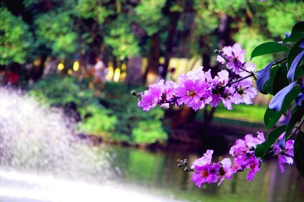 La floraison des Bang lang à Hanoï