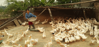 Một hộ sản xuất kinh doanh giỏi
