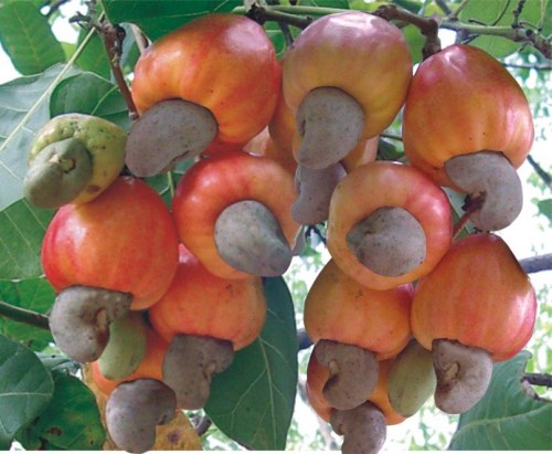 International exhibition on Vietnamese food to be held in mid-May