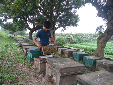 Hưng Yên Nuôi ong giống ngoại mở hướng cho chế biến mật ong hoa nhãn xuất khẩu