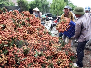 Ministry to boost sales of lychees