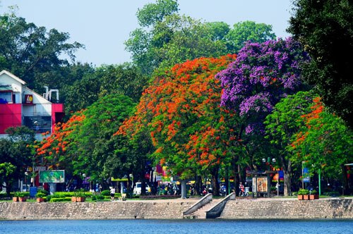 河内夏季——绚烂如火的凤凰花季节