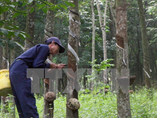 Rubber exports enjoy volume rise