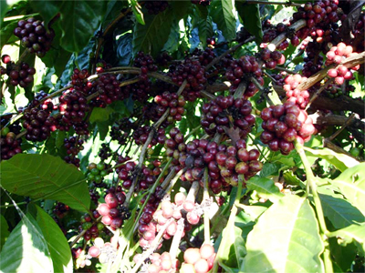 Agro-forestry-fishery exports continue to meet difficulties