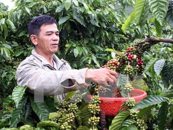 Coffee exports see reduction in both volume and value