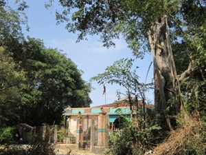 Des banians de Ben Tre classés arbres patrimoniaux