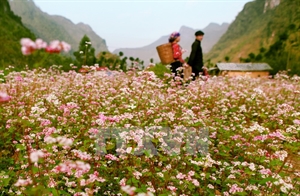 Un Festival des fleurs de sarrasin prévu à Ha Giang en octobre