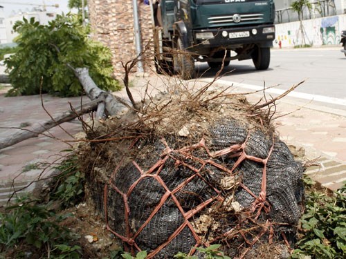 Cần quy trách nhiệm về việc trồng cây cẩu thả