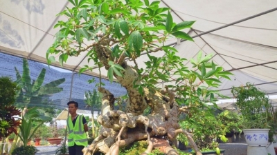 Le Vietnam accueille le Festival du Bonsaï de l’Asie-Pacifique 2015