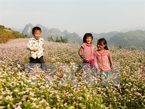 Ha Giang va organiser une fête des fleurs de sarrasin