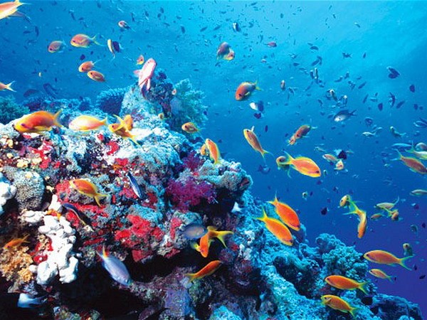 Trái Đất nóng lên làm biến đổi đa dạng sinh học biển