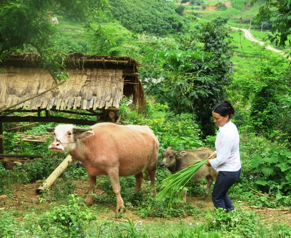 Tín dụng chính sách – Thắp sáng niềm tin cho bản nghèo biên cương