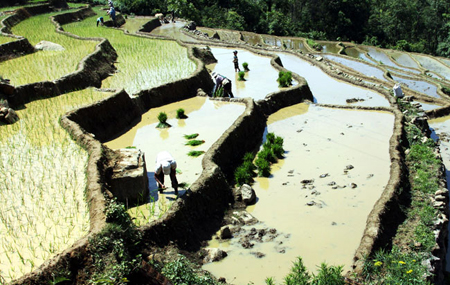 Rice cultivation in Y Ty