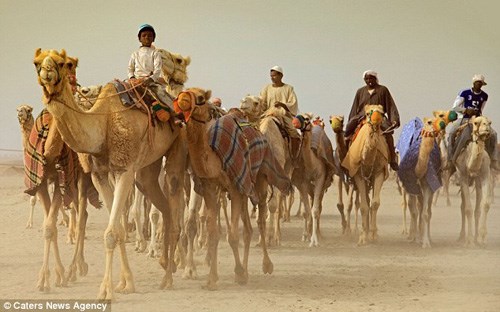 WHO Camels could cause MERS