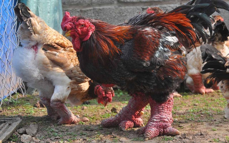 International website introduces Vietnamese “Dong Tao” chicken