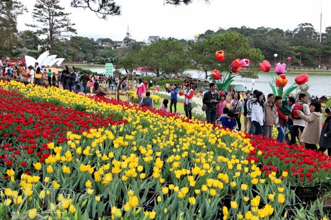 Bientôt le 6e festival des fleurs de Da Lat 2015
