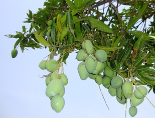 Dong Nai mango licensed to Japanese market