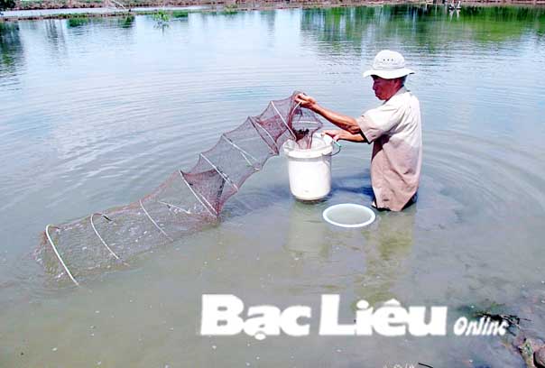 Hiệu quả kinh tế từ cánh đồng tôm mẫu