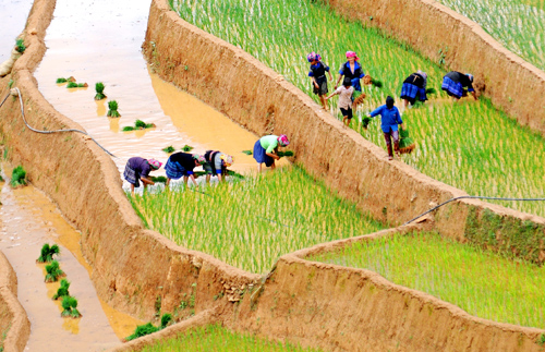Vẻ đẹp ruộng bậc thang Mù Cang Chải