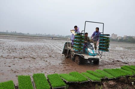 Hưng Yên Ứng dụng mô hình mạ khay cấy máy mang lại nhiều lợi ích cho nông dân