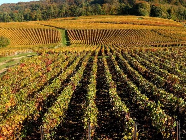 Chamgagne and Burgundy wine regions recognized as World Heritage status